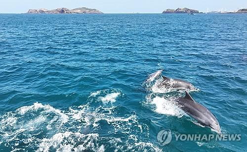 남방큰돌고래 무리의 봄 나들이(제주=연합뉴스) 박지호 기자 = 온화한 날씨를 보인 7일 제주시 한경면 고산리 앞바다에서 남방큰돌고래 무리가 헤엄치고 있다. 2025.3.7 jihopark@yna.co.kr