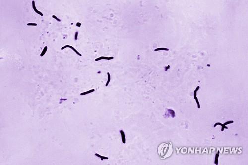결핵균[미 질병통제예방센터(CDC)/AP=연합뉴스 자료사진]