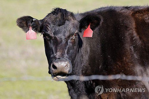 미국 캘리포니아주 목장의 소[EPA 연합뉴스 자료사진. 재판매 및 DB 금지]
