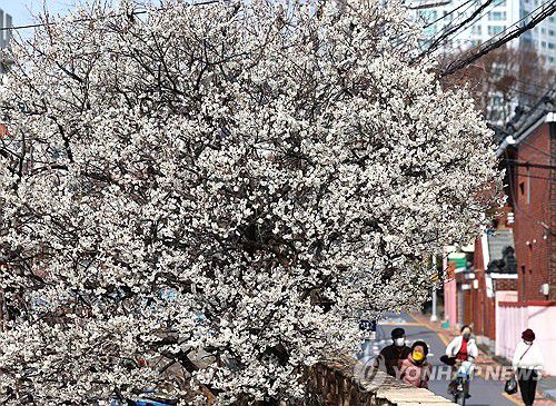 매화 만개한 부산(부산=연합뉴스) 강선배 기자 = 완연한 봄 날씨를 보인 10일 부산 수영구 한 주택가에 매화꽃이 활짝 펴 시민들의 눈길을 사로잡고 있다. 2025.3.10 sbkang@yna.co.kr