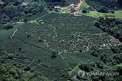 브라질의 커피 재배지[AFP 연합뉴스 자료사진. 재판매 및 DB 금지]