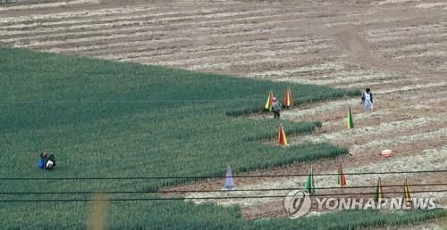 평창 고랭지채소 밭[연합뉴스 자료사진]