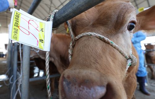 낙찰된 송아지[촬영 윤관식]