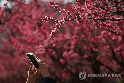 봄 남기기(대구=연합뉴스) 윤관식 기자 = 절기상 춘분인 20일 대구 중구 국채보상운동기념공원에서 한 시민이 만개한 홍매화를 촬영하고 있다. 2025.3.20 psik@yna.co.kr
