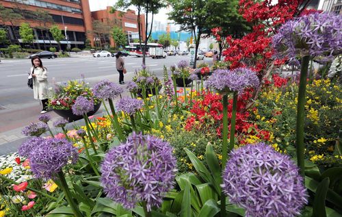 지난해 송파구청 앞 화단[송파구 제공. 재판매 및 DB 금지]