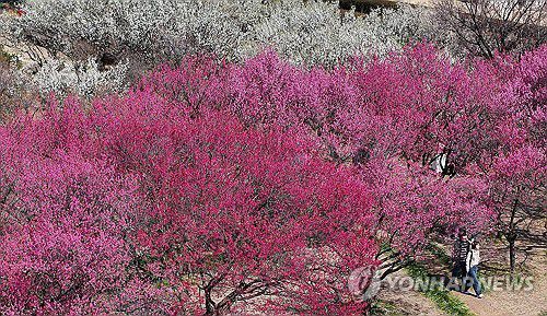 봄 산책[연합뉴스 자료사진]