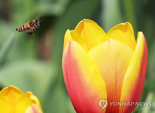 분주한 꿀벌(용인=연합뉴스) 홍기원 기자 = 완연한 봄 날씨를 보인 21일 경기도 용인시 에버랜드에서 꿀벌이 활짝 핀 튤립 사이를 분주하게 날아다니고 있다. 2025.3.21 xanadu@yna.co.kr