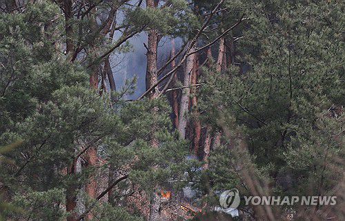 불 붙은 소나무[연합뉴스 자료사진]