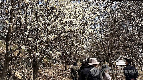 화사한 목련 숲길 봄나들이 발길(김해=연합뉴스) 최병길 기자 = 21일 오후 경남 김해시 흥동 김해평야 옆 하얀 목련 군락지 명소인 '김해시민의숲'에 봄나들이객들의 발길이 이어지고 있다. 2025.3.21 choi21@yna.co.kr