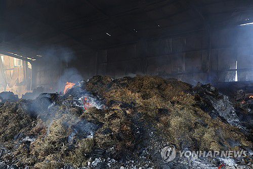 '여전히 남은 불씨'(안동=연합뉴스) 박세진 기자 = 31일 경북 안동시 남후농공단지가 산불로 피해를 본 가운데 한 공장에 있는 사료 등이 여전히 불에 타고 있어 소방 당국이 진화 작업을 벌였다. 2025.3.31 psjpsj@yna.co.kr