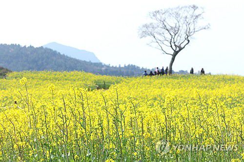 봄 정취 물씬 나는 신화가든(서귀포=연합뉴스) 박지호 기자 = 31일 오전 제주 서귀포시 안덕면 신화월드 내 신화가든을 찾은 관광객들이 유채꽃 사이에서 봄 정취를 만끽하고 있다. 2025.3.31 jihopark@yna.co.kr