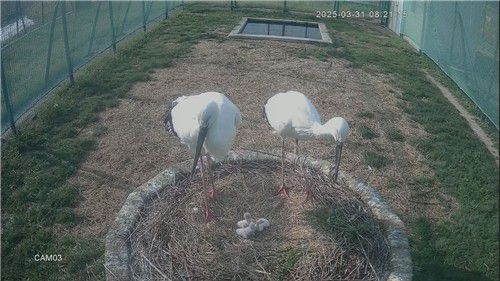 황새부부 돌봄 받는 새끼황새 3마리 [김해시 제공. 재판매 및 DB 금지]