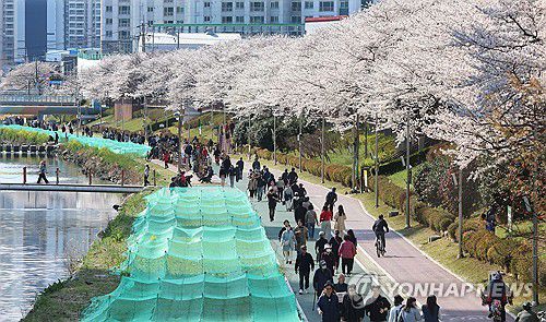 벚꽃 즐기는 나들이객(부산=연합뉴스) 강선배 기자 = 2일 오후 부산 동래구 온천천시민공원에 벚꽃이 활짝 펴 나들이객의 발걸음을 붙잡고 있다. 2025.4.2 sbkang@yna.co.kr