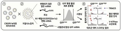 크리스퍼 녹아웃 스크리닝 개념도[김빛내리 단장팀 제공. 재판매 및 DB 금지]