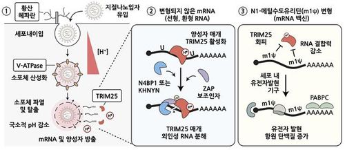 mRNA 백신의 주요 세포 조절 경로와 N1-메틸수도유리딘 변형 염기 효과의 분자 기전[김빛내리 단장팀 제공. 재판매 및 DB 금지]