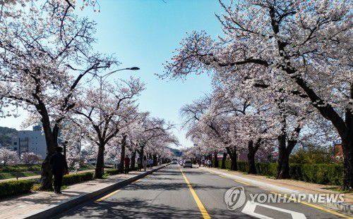 정읍 벚꽃길[연합뉴스 자료사진]