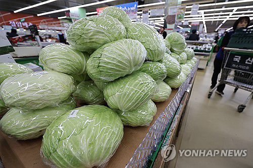 양배추 한 포기 평균 6천원(서울=연합뉴스) 신현우 기자 = 양배추 한 포기 평균 가격이 6천원 수준까지 올라갔다. 23일 한국농수산식품유통공사 집계에 따르면 이달 대형마트와 전통시장의 양배추 평균 소매 가격은 6천121원이다. 배추 한 포기 평균 가격이 5천506원인 것과 비교하면 양배추가 600원 이상 비싸다.     사진은 이날 서울 시내 한 마트에서 판매 중인 양배추. 2025.3.23 nowwego@yna.co.kr
