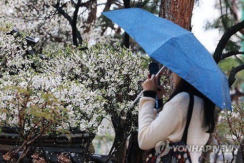 비 내리는 운현궁(서울=연합뉴스) 신현우 기자 = 식목일이면서 절기상 한식(寒食)인 지난 5일 서울 종로구 운현궁을 찾은 외국인 관광객이 앵도나무를 촬영하고 있다. 2025.4.5 nowwego@yna.co.kr