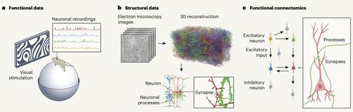 고해상도 생쥐 뇌 배선도 구축 과정 [Nature / Nuno Maçarico da Costa et al. 제공. 재판매 및 DB 금지]