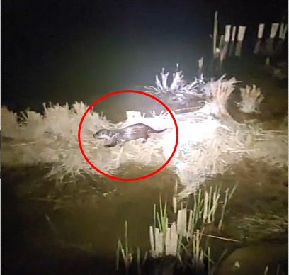 홍예공원에서 발견된 천연기념물 수달[충남도 제공. 재판매 및 DB 금지]