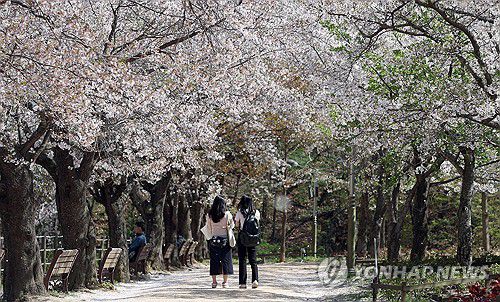 창원대 캠퍼스 봄 낭만[연합뉴스 자료사진]