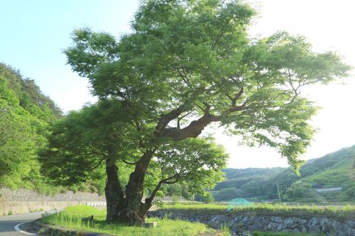 경남 산청군 신등면 간공리 마을 입구의 느티나무 모습 2024년 여해고전연구소가 촬영한 사진 [도서출판 여해 제공. 재판매 및 DB 금지]