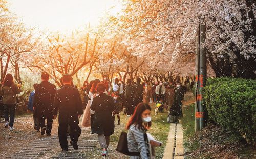 석촌호수 벚꽃[송파구 제공. 재판매 및 DB 금지]