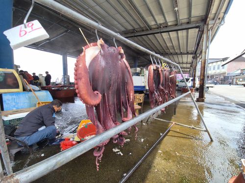 대문어 위판 중인 강원 고성군 대진항[촬영 류호준]