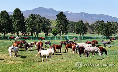 한라산 중턱의 제주마들(제주=연합뉴스) 박지호 기자 = 18일 오전 제주시 용강동 제주마 방목지에서 천연기념물인 제주마들이 한가로이 풀을 뜯고 있다. 2025.4.18 jihopark@yna.co.kr