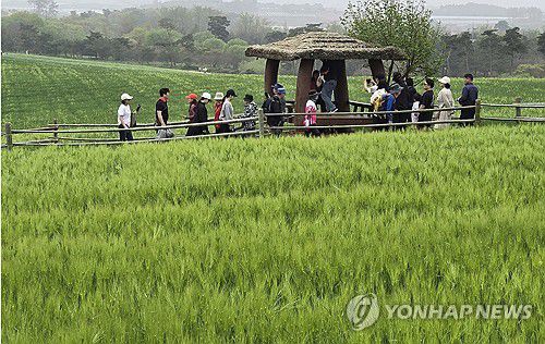 '폭싹 속았수다' 촬영지 고창 청보리밭(고창=연합뉴스) 최영수 기자 = 관광객들이 20일 청보리밭 축제가 펼쳐지는 전북 고창군 공음면 학원농장 청보리밭 일대를 걷고 있다. 2025.4.20 kan@yna.co.kr