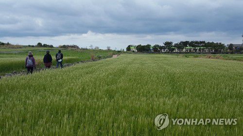 제주 가파도 청보리밭[연합뉴스 자료사진]