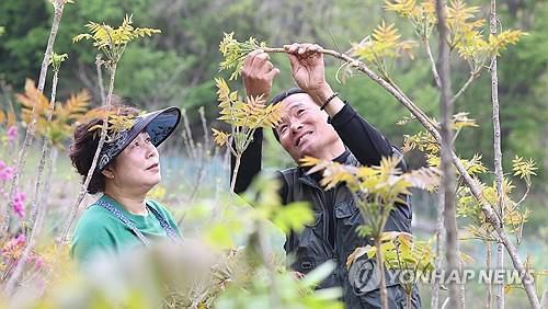 즐거운 옻순 따기[연합뉴스 자료사진]