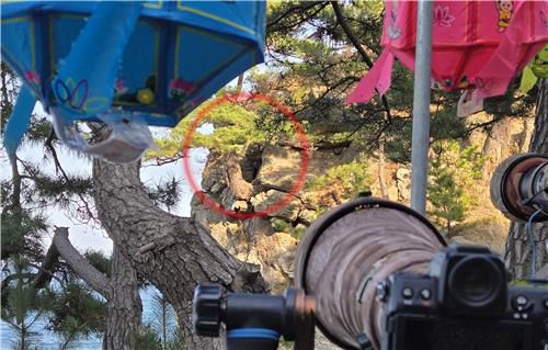 수리부엉이 둥지가 있는 천년 고찰의 해안 절벽[촬영 유형재]