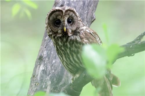 천년 고찰에서 새끼 키운 긴점박이올빼미.2023년[촬영 유형재]