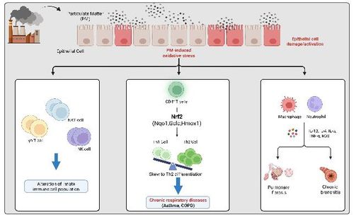 미세먼지, 폐 질환 유발 연구 이미지[부산대 제공]