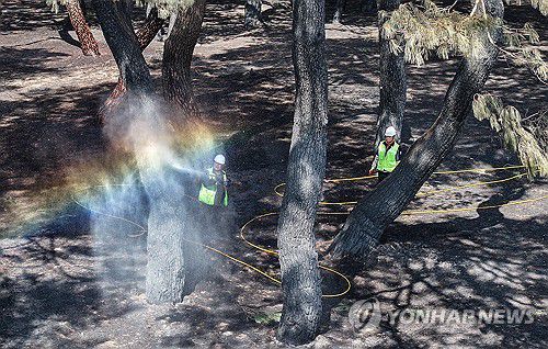 이젠, 치유의 시간(안동=연합뉴스) 윤관식 기자 = 31일 경북 안동시 임하면 개호송 숲 일부가 산불에 피해를 본 가운데 수목치료업체에서 까맣게 탄 소나무를 세척하고 있다.     백운정 및 개호송 숲 일원은 국가지정문화재 명승 제26호다. 2025.3.31 psik@yna.co.kr
