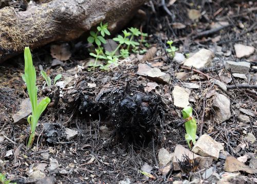 화마 휩쓴 자리에 올라오는 초록빛 희망(의성=연합뉴스) 이세원 기자 = 20일 경북 의성군 단촌면 소재 대한불교조계종 제16교구 본사인 고운사 경내의 그을린 토양에서 초록색 싹이 올라오고 있다. 2025.4.25