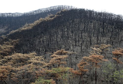 화마가 지나간 등운산[촬영 이세원]