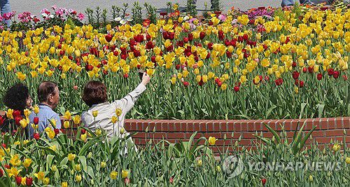 2025 고양국제꽃박람회 활짝(고양=연합뉴스) 김병만 기자 = 25일 경기도 고양시 일산호수공원에서 개막한 '2025 고양국제꽃박람회'에서 시민들이 튤립을 배경으로 사진을 찍고 있다. 2025.4.25 kimb01@yna.co.kr