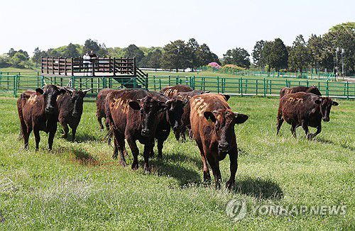 한라산 중턱의 제주흑우(제주=연합뉴스) 박지호 기자 = 30일 오후 제주시 용강동 제주마방목지에서 방목된 천연기념물 제주흑우가 초원을 달리고 있다. 2025.4.30 jihopark@yna.co.kr [연합뉴스 자료사진]