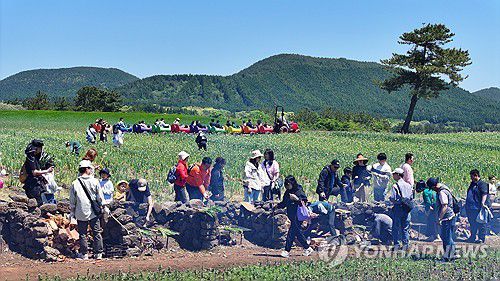 보롬왓 '파릇파릇 대파축제'(서귀포=연합뉴스) 박지호 기자 = 4일 오전 제주 서귀포시 표선읍 성읍리 보롬왓 농장에서 열린 '파릇파릇 대파축제'에서 입장객들이 직접 수확한 대파를 장작불에 구워 먹고 있다. 2025.5.4 jihopark@yna.co.kr