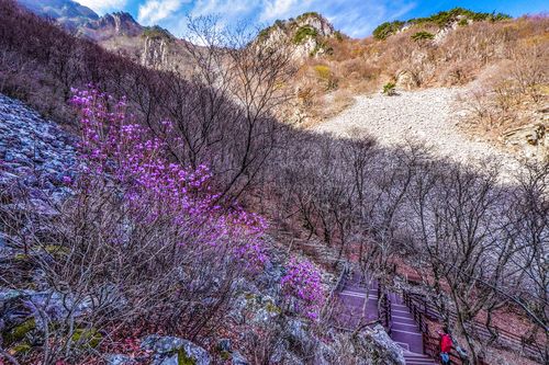 얼음골 진달래[사진/백승렬 기자]