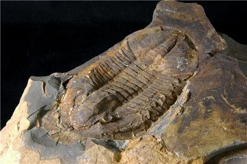 지질박물관이 소장하고 있는 삼엽충 표본[한국지질자원연구원]