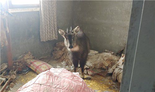 작년 2월 폭설을 피해 강원 속초시 설악동 한 폐건물에 들어갔다가 고립돼 구조된 암컷 산양. [국립공원공단 제공. 재판매 및 DB 금지]