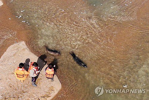 점박이물범 한 쌍, 가로림만으로해양수산부와 국립해양생물자원관 관계자들이 강원도 앞바다에서 구조한 점박이물범 암수 한 쌍을 지난해 10월 16일 가로림만 벌말선착장 인근에 방류하는 모습 [충남도 제공. 재판매 및 DB 금지]