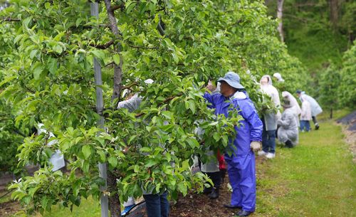 사과 농가서 일손 돕기 봉사활동 펼치는 원공노 조합원들 [원공노 제공.재판매 및 DB 금지]