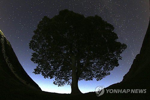 2015년 여름 밤에 찍힌 시카모어 갭 나무[AP 연합뉴스 자료사진]