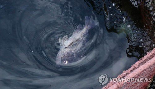 고수온에 죽어 가는 물고기(거제=연합뉴스) 정종호 기자 = 경남 거제시 동부면 가배항 인근 해상 어느 가두리 양식장에서 우럭이 죽어가고 있다. 2023.8.18 jjh23@yna.co.kr