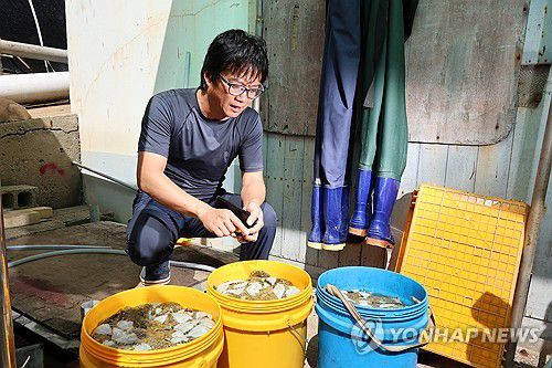 "막막합니다"(포항=연합뉴스) 손대성 기자 = 포항시 남구 구룡포읍 한 양식장에서 업주가 폐사한 강도다리를 앞에 놓고 하소연하고 있다. 2024.8.22 sds123@yna.co.kr