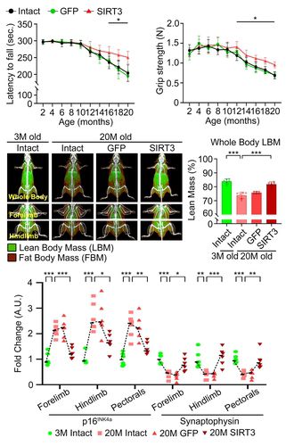 항노화를 유도한 노령 생쥐 모델의 운동 능력 평가 [김상룡 교수 제공. 재판매 및 DB 금지]
